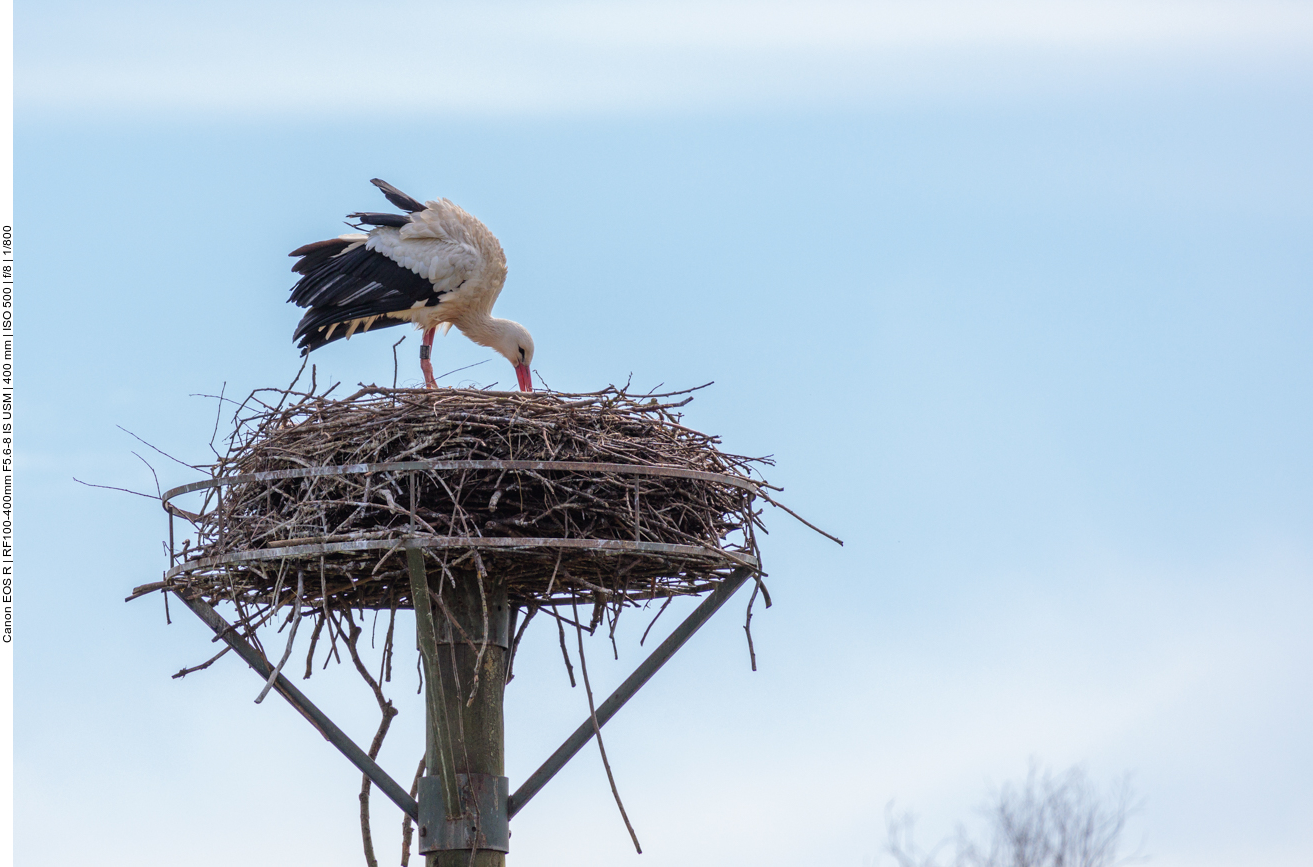 Addi, im 2. Nest in Beeden, räumt den Brutplatz auf 