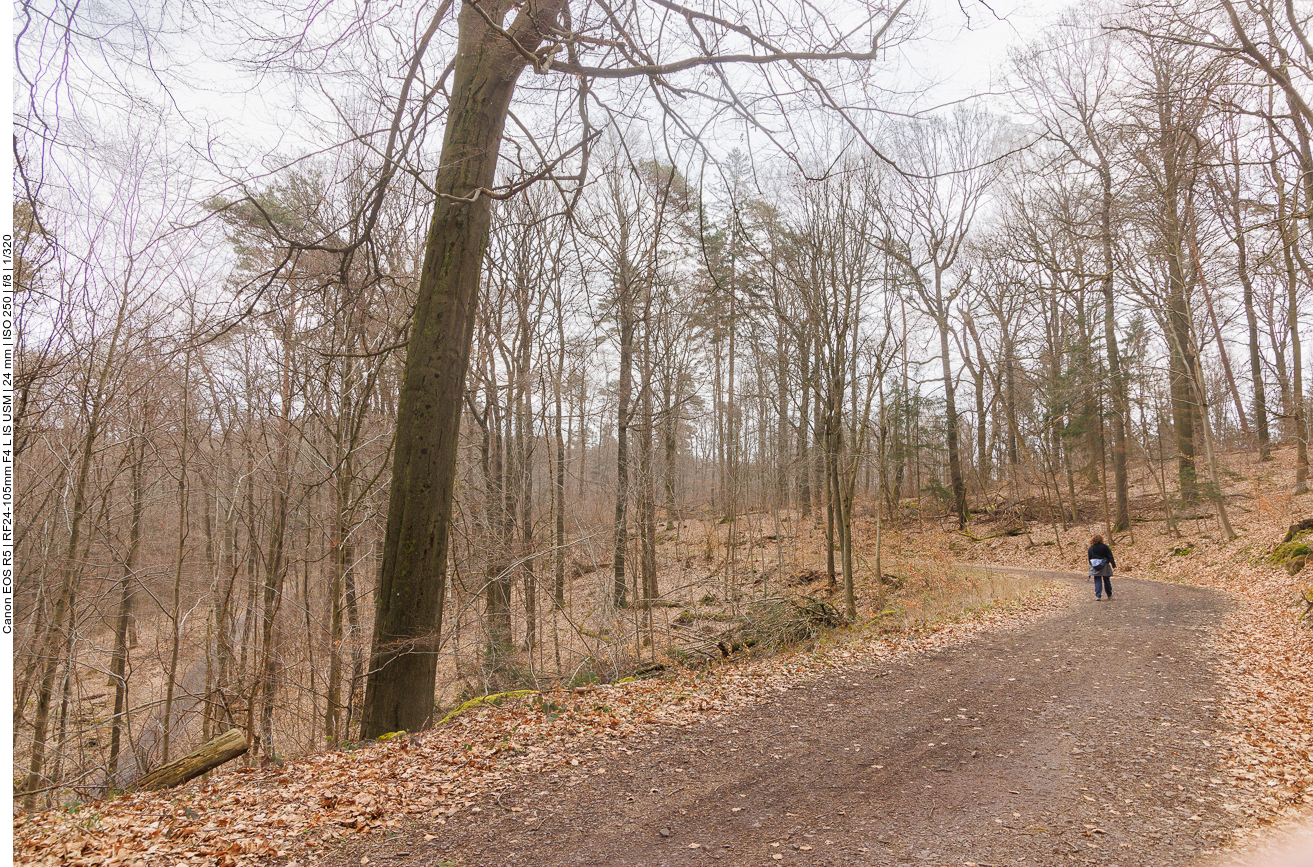 Breiter Waldweg am Beginn der Wanderung 
