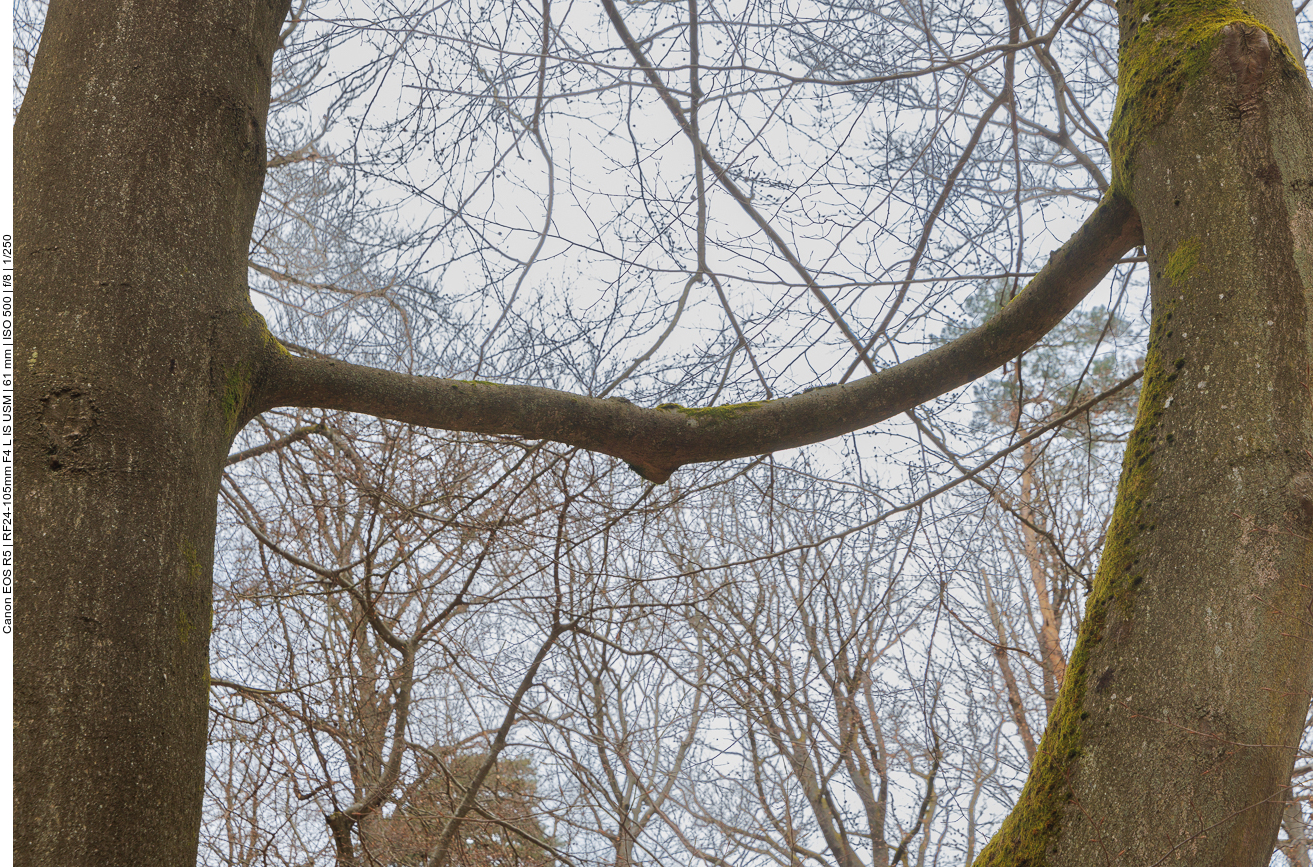 Zu welchem Baum gehört der Ast? 