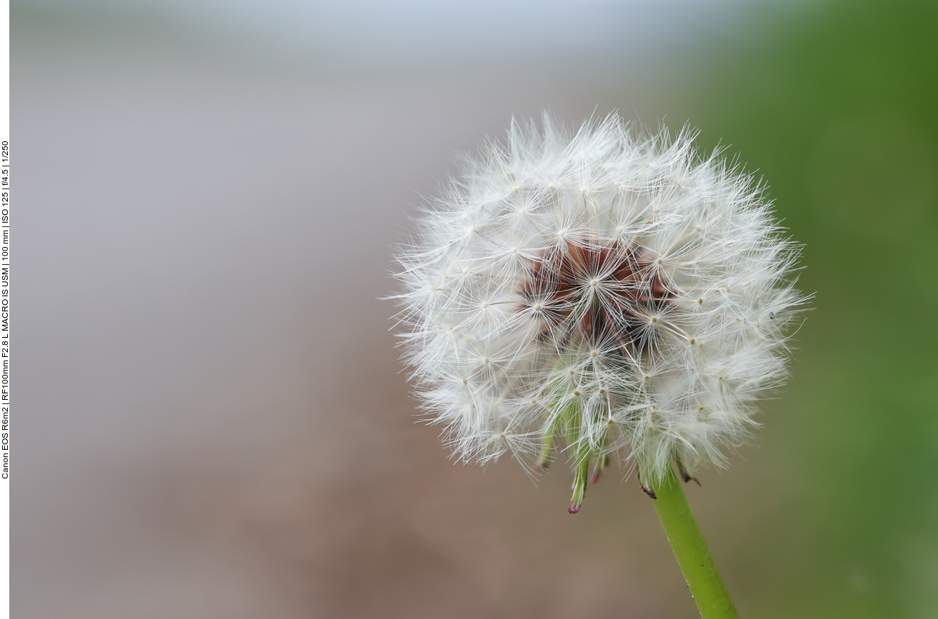 Pflaumenfarbene Löwenzahn [Taraxacum bellicum]