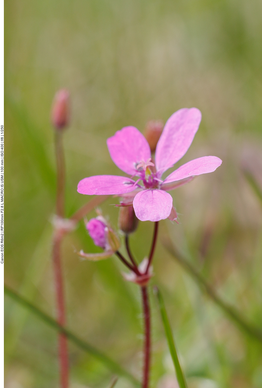 Gewöhnlicher Reiherschnabel [Erodium cicutarium]