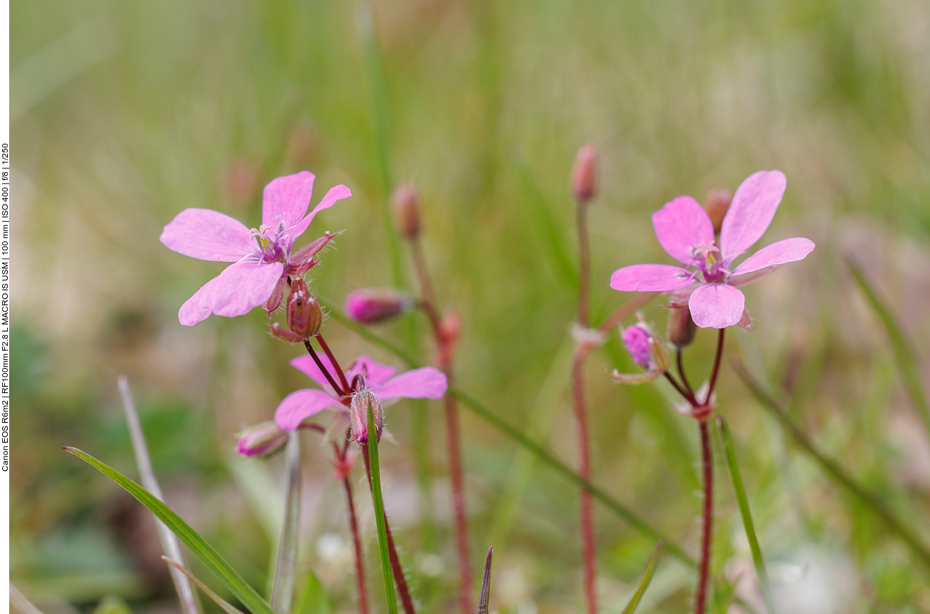 Gewöhnlicher Reiherschnabel [Erodium cicutarium]