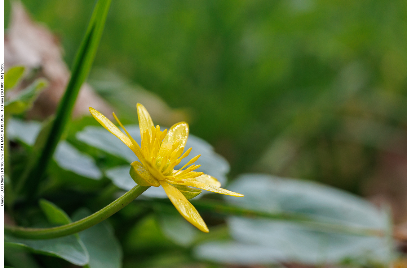 Scharbockskraut [Ranunculus ficaria]