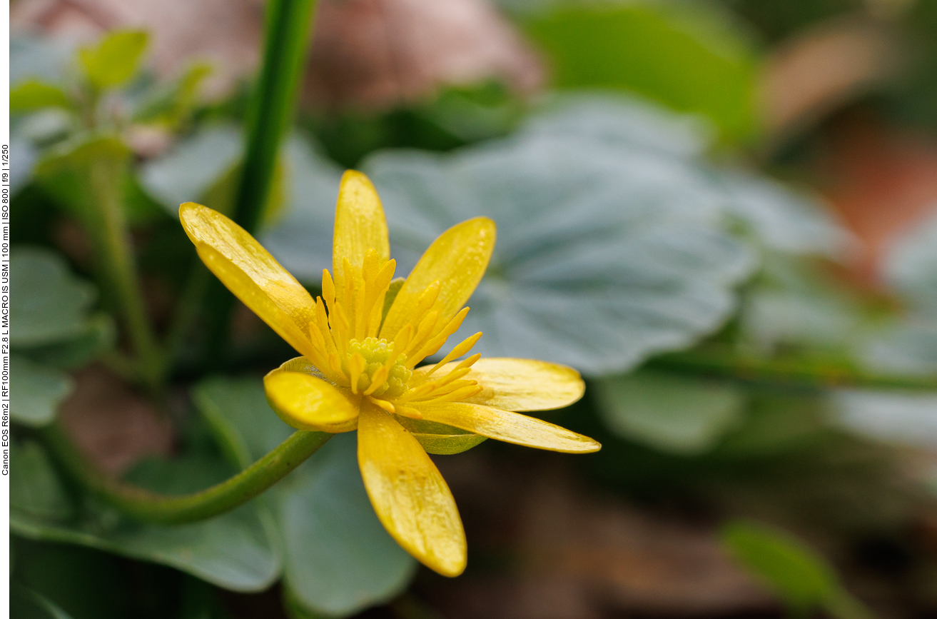 Scharbockskraut [Ranunculus ficaria]