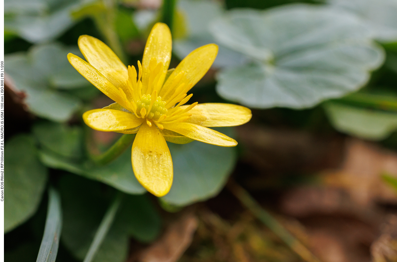 Scharbockskraut [Ranunculus ficaria]