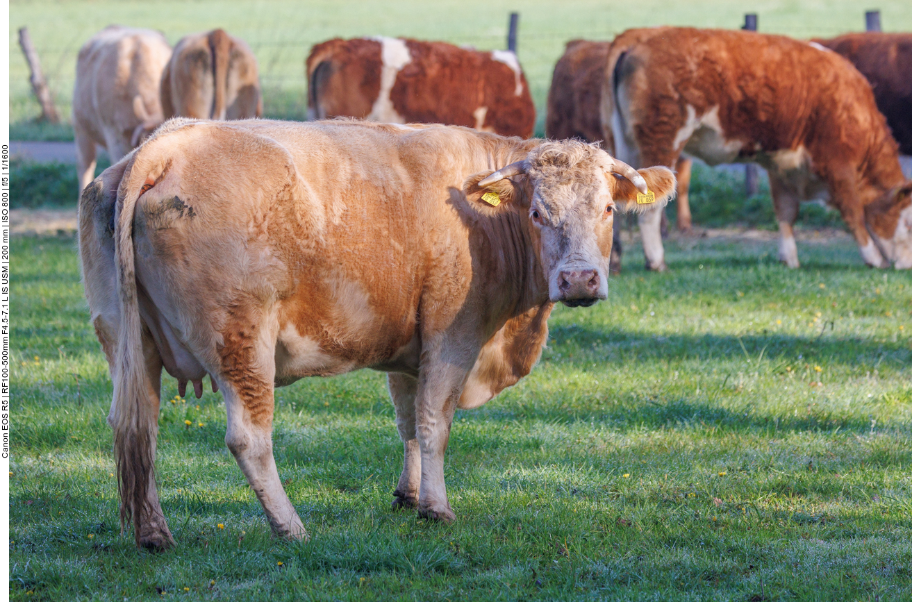 Rindviecher gibt es hier auch ;-) 