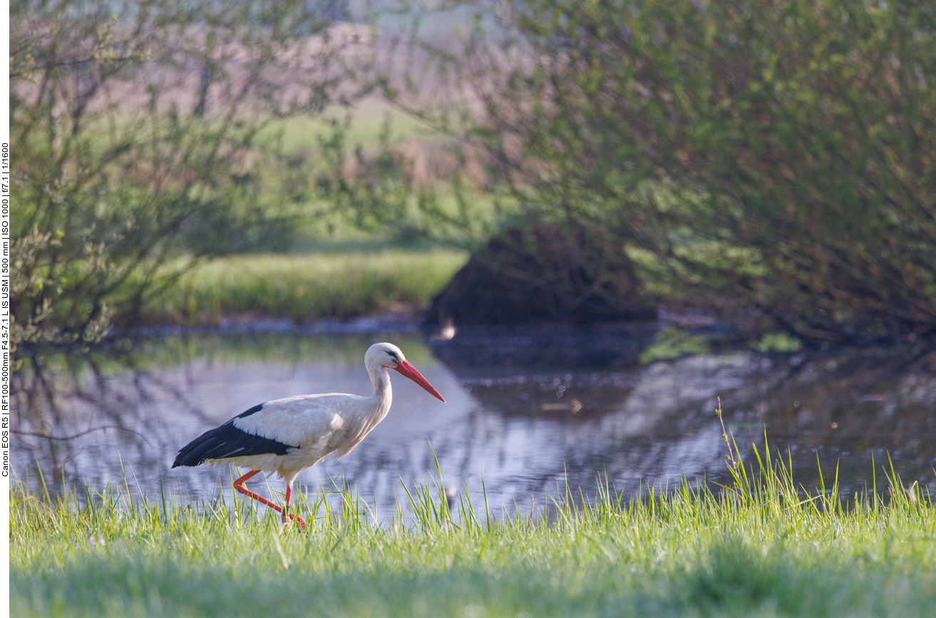 Meister Adabar auf der Suche nach Nistmaterial 