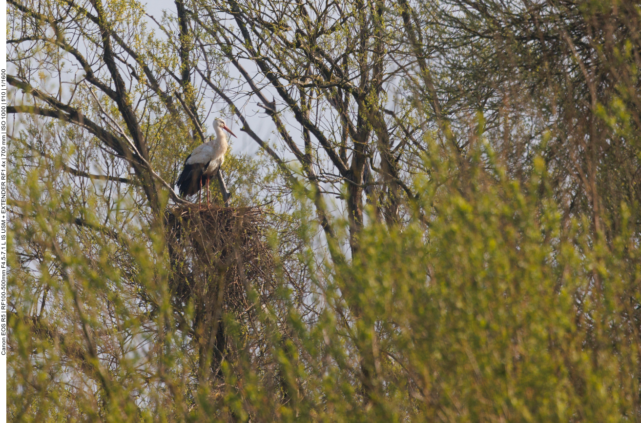 Nest #4 ist auf einem Baum gebaut 