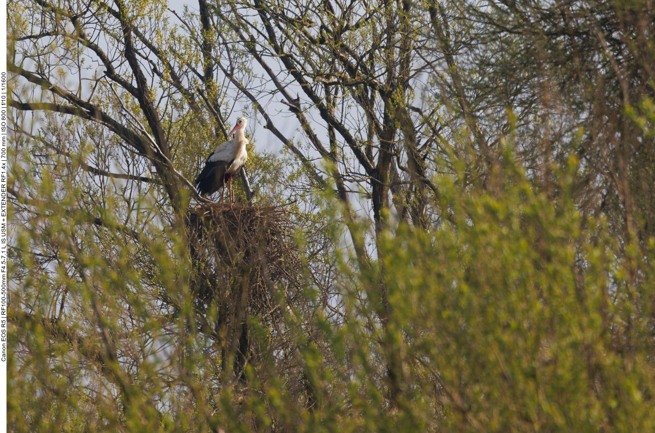 Schön, dass hier noch weitere Störche nisten 
