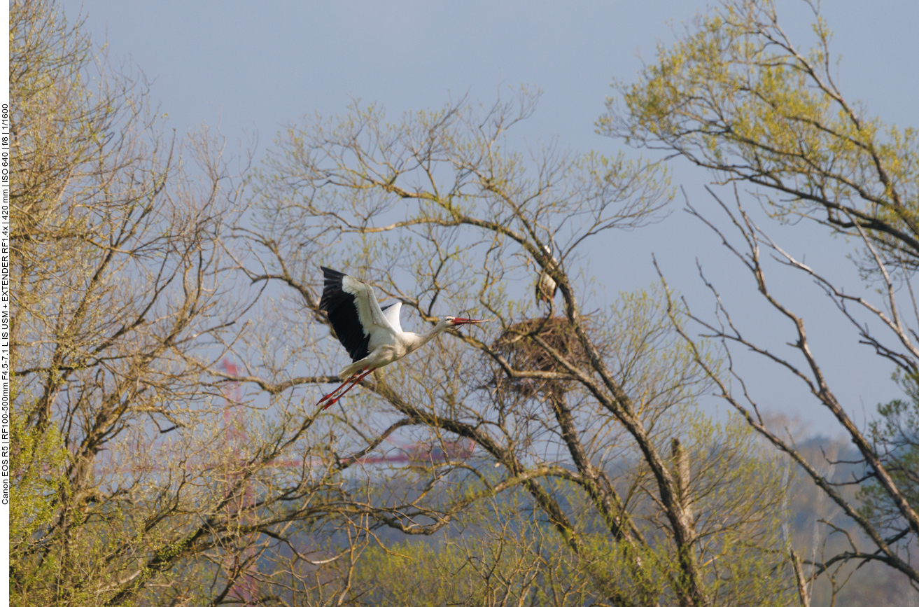 Ästchen gefunden und nun ab ... 