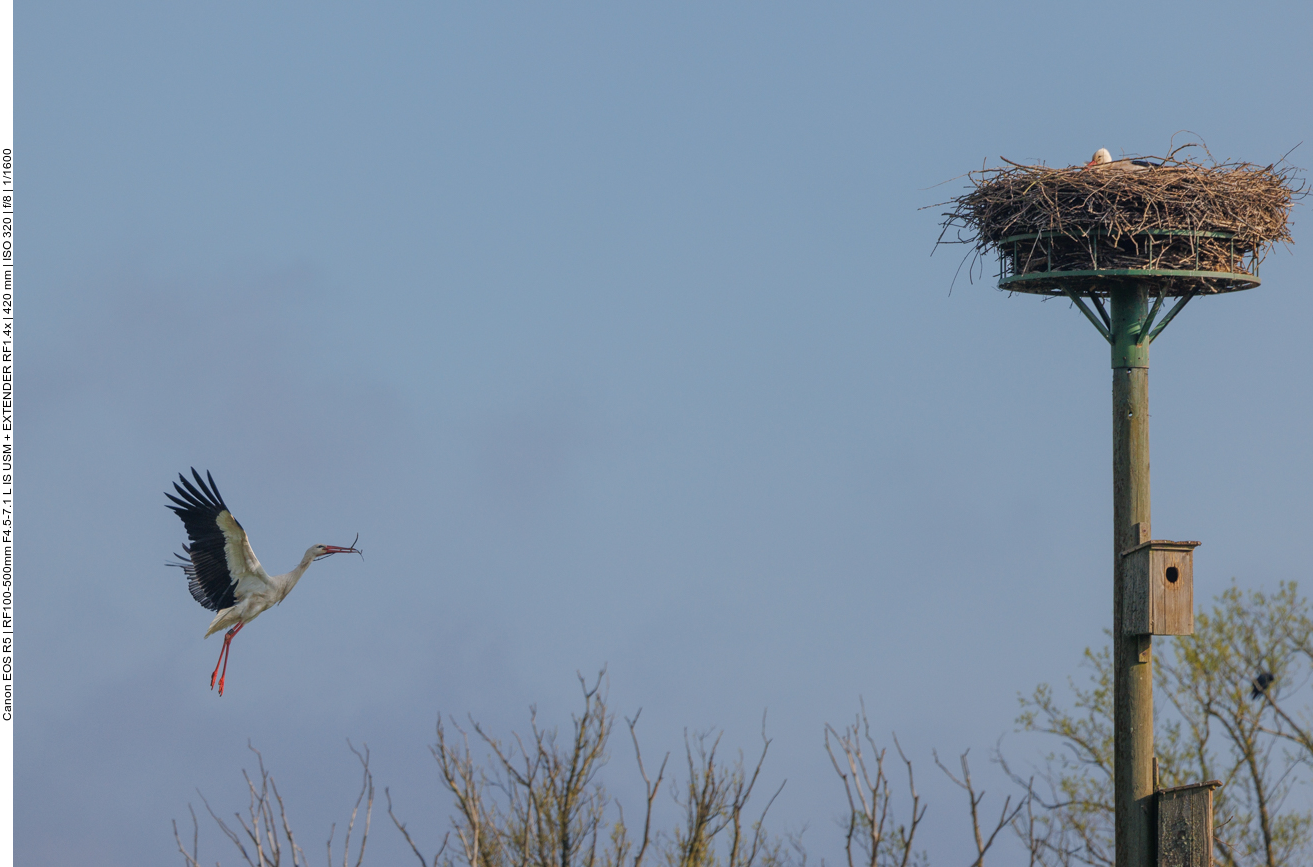 ... zur Partnerin im Nest #1 