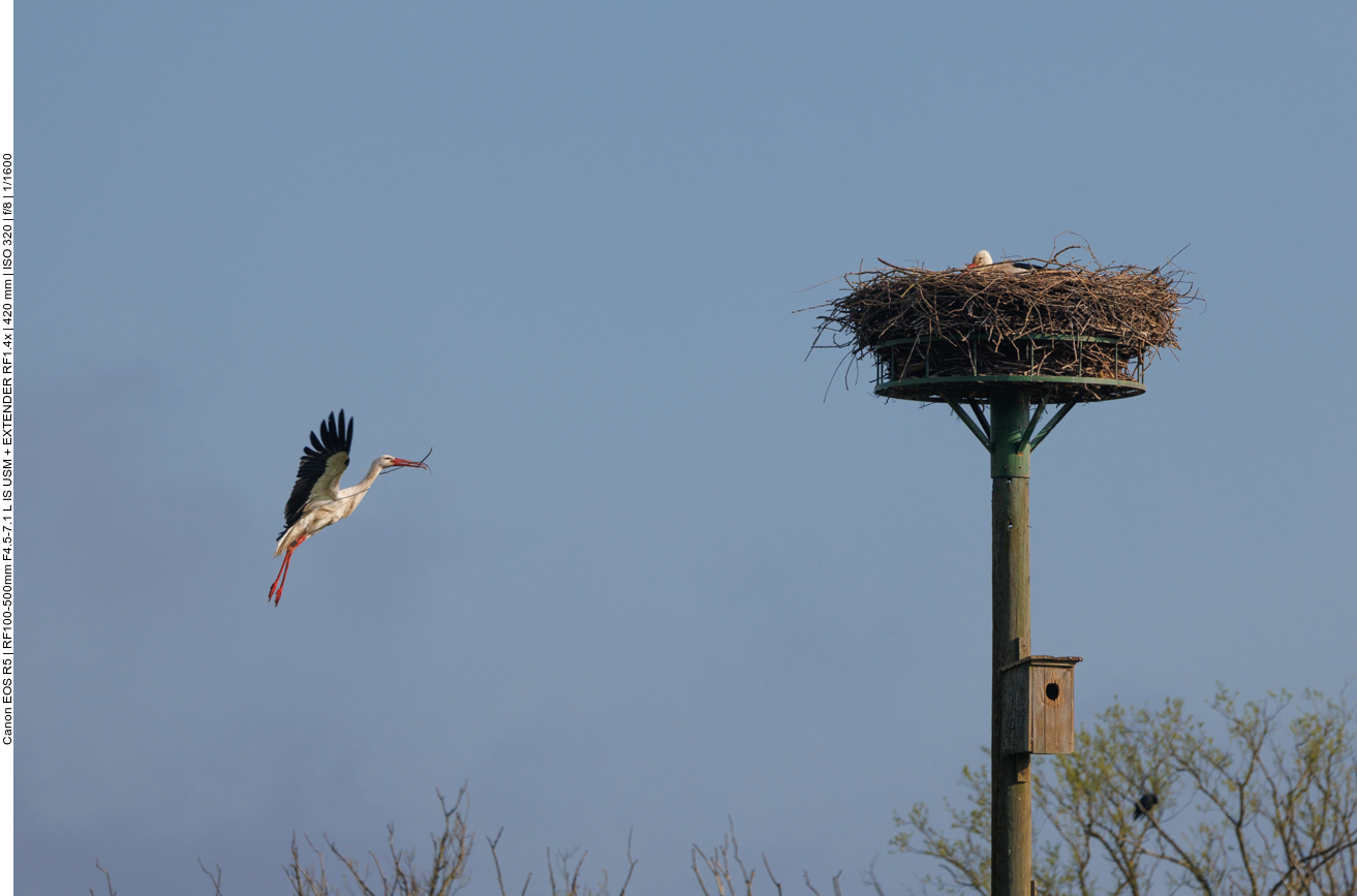Anflug ans Nest 
