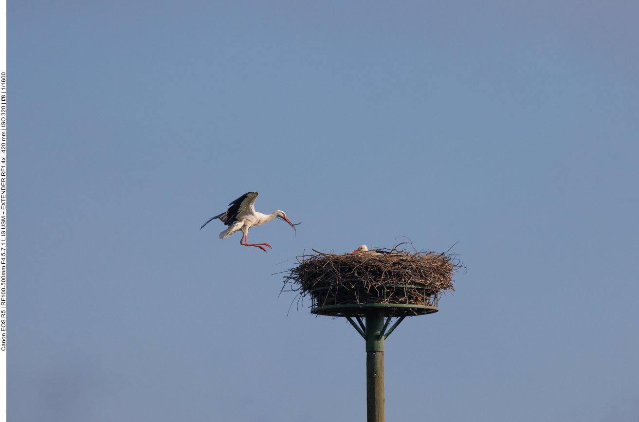 Anflug ans Nest 