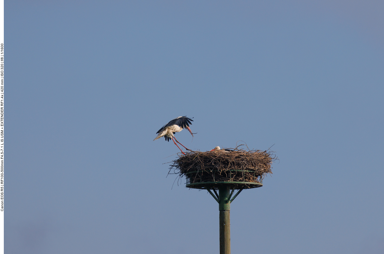 Anflug ans Nest 