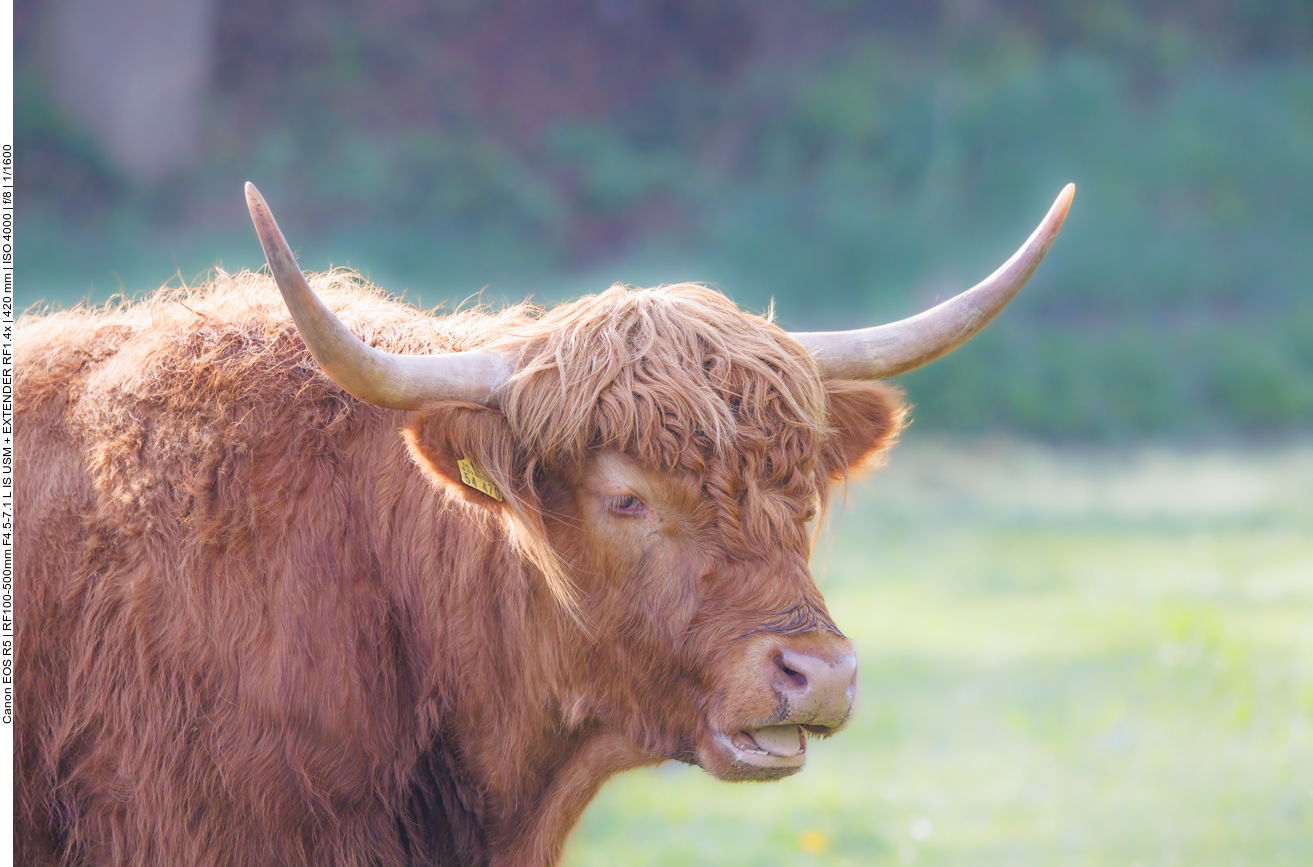 Schottisches Hochlandrind 