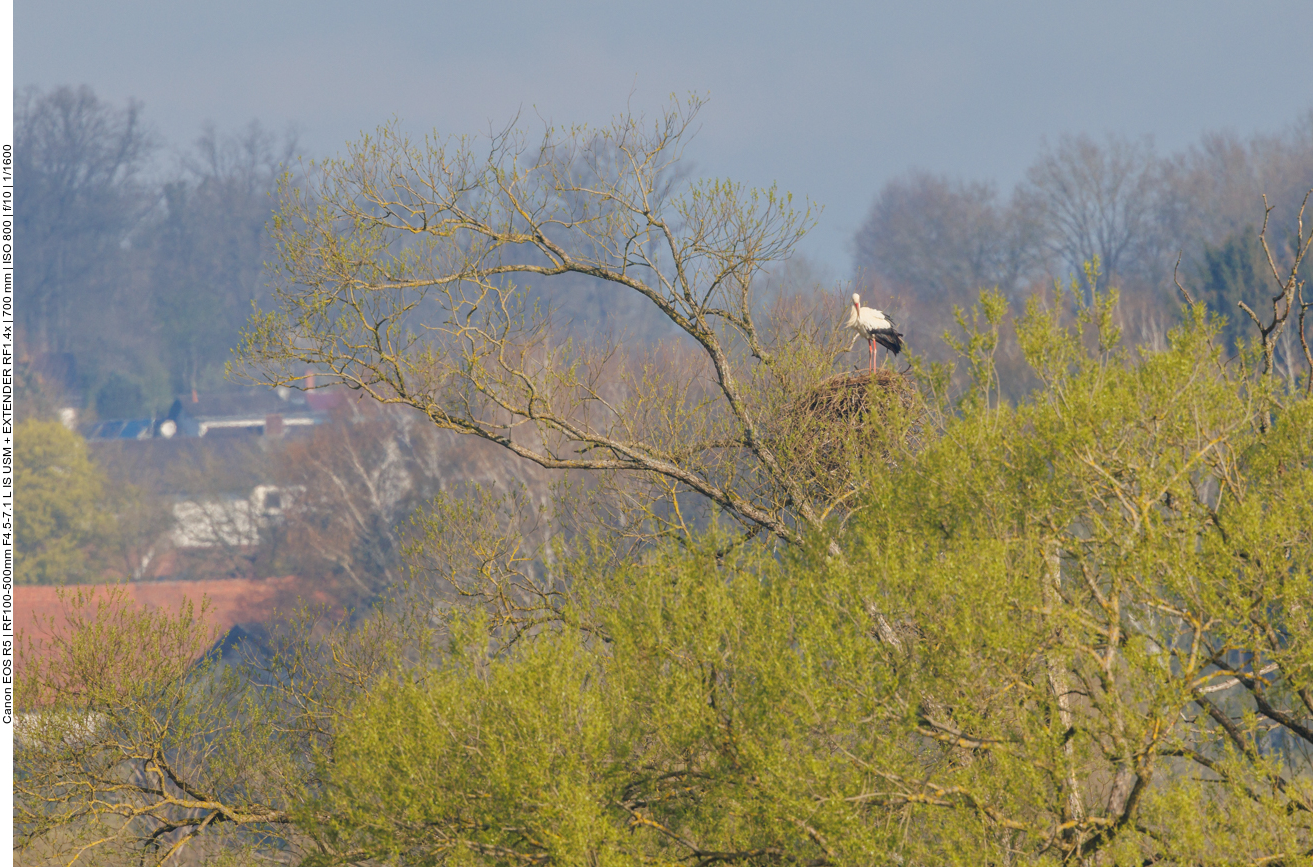 Storchennest #4 