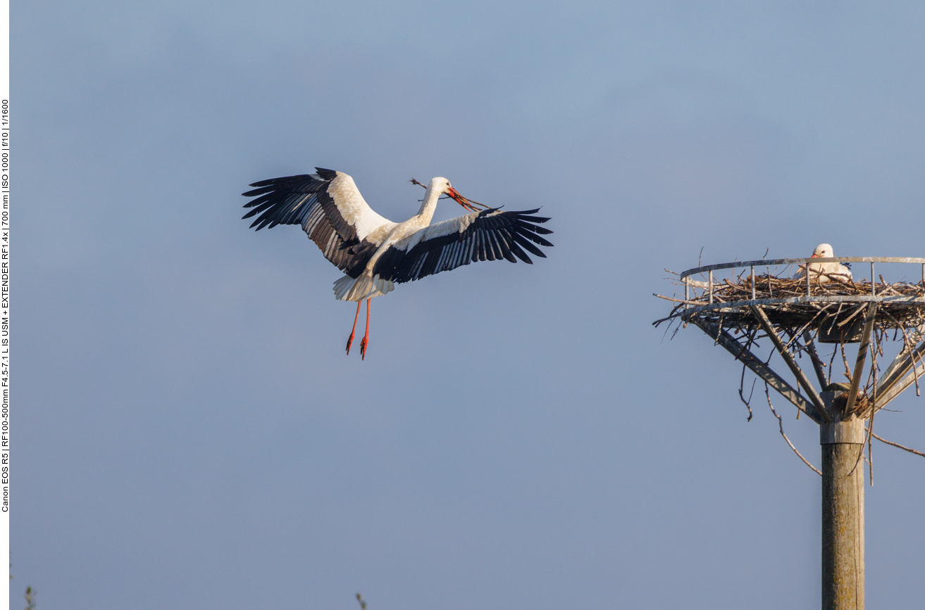 ... Anflug ans Nest #3 