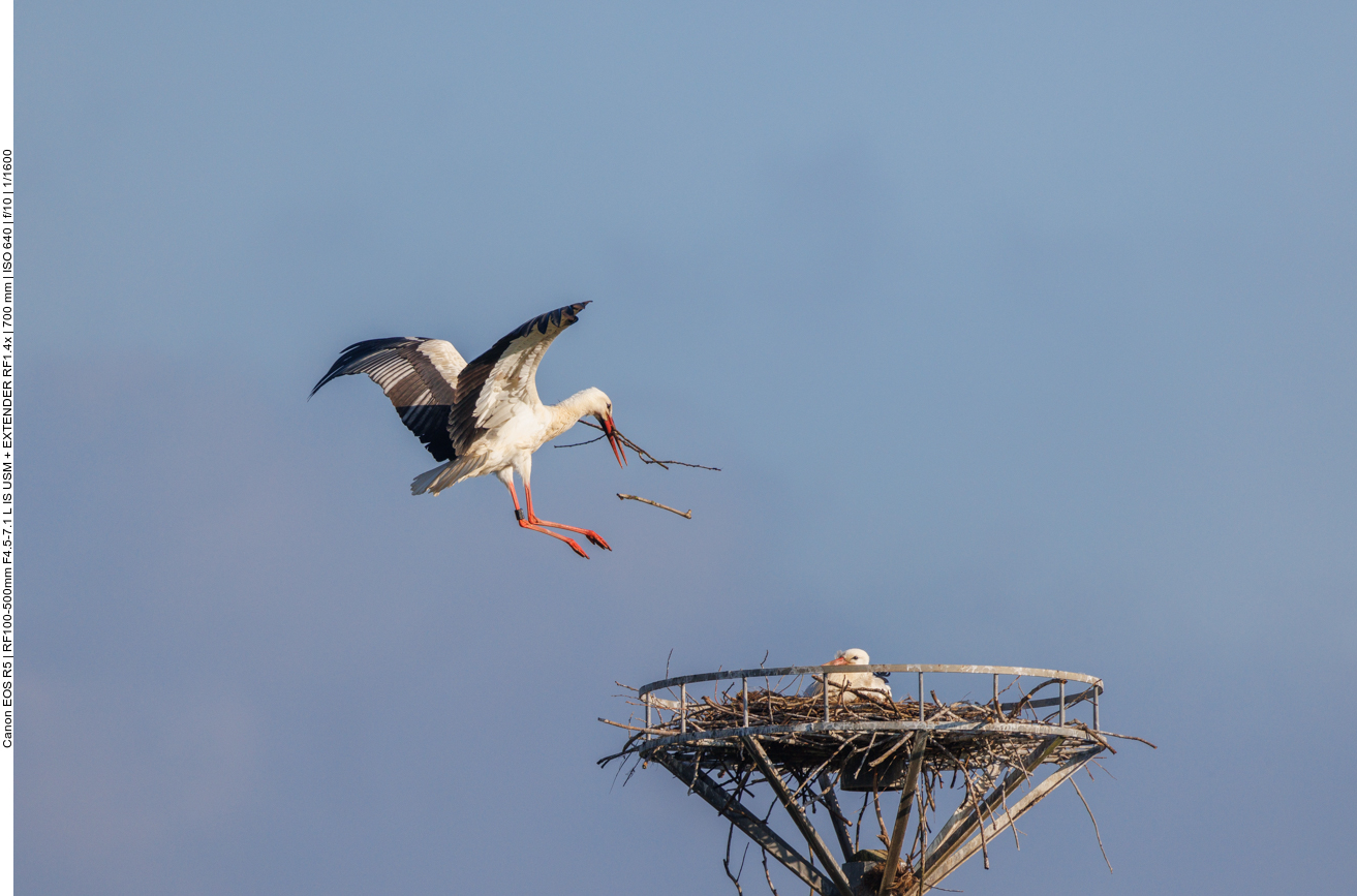 ... oh doch, es fällt aus dem Schnabel ... 