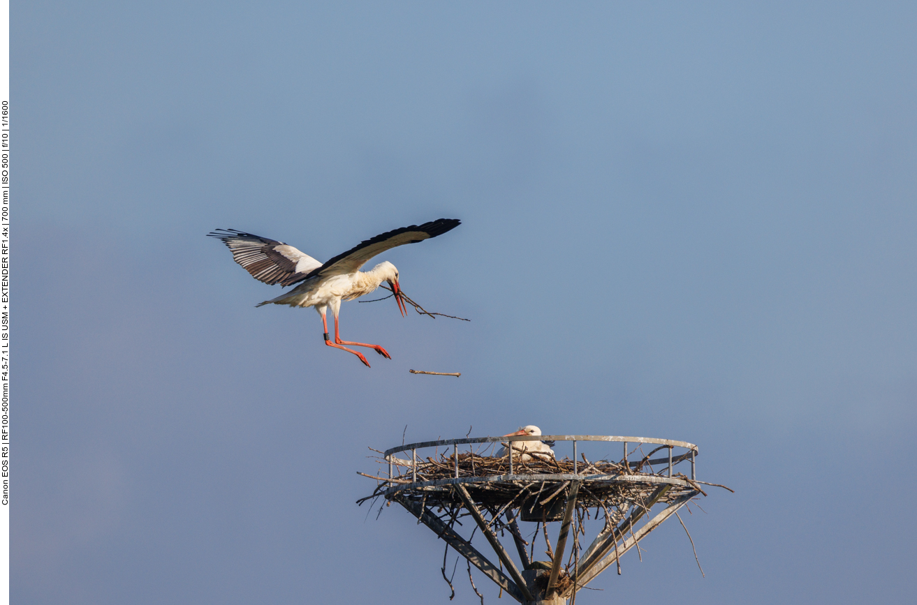 ... landet aber dennoch im Nest ;-) 