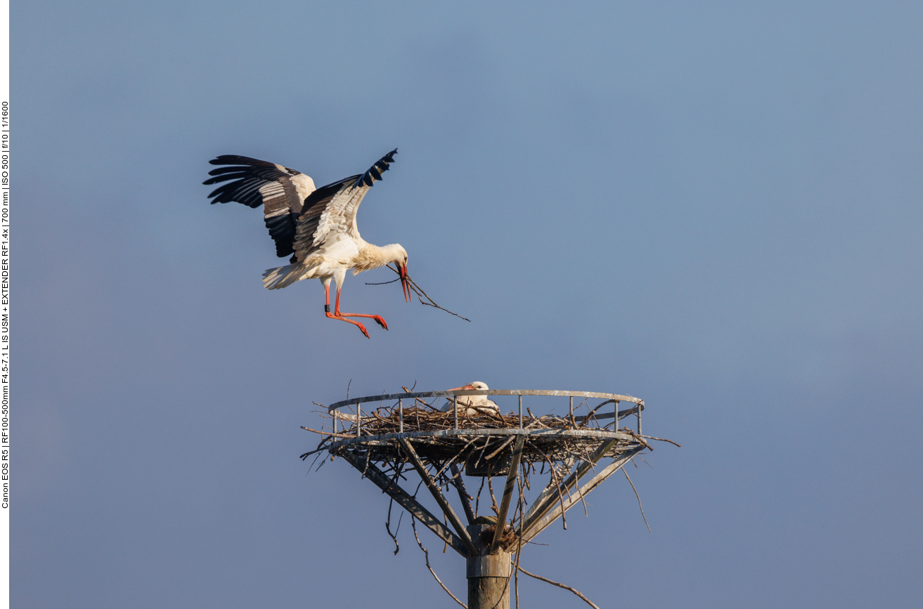 Der Rest samt Vogel kommt auch gut an ... 