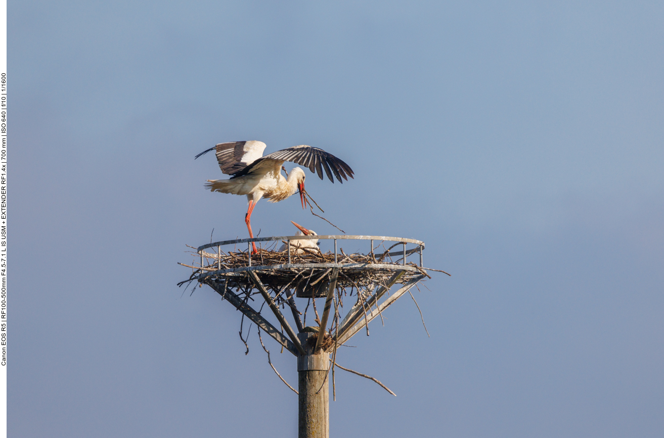 ... das noch karge Nest Verstärkung bekommt 