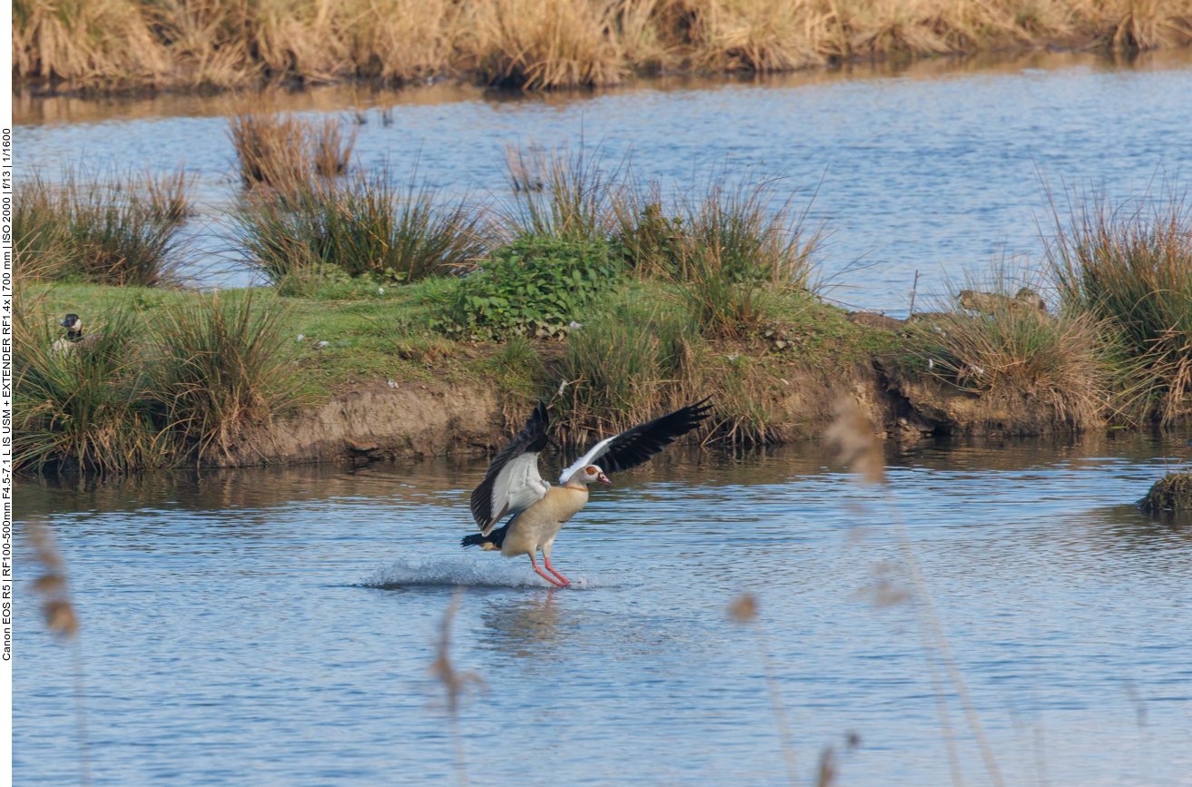 Nilgans bei der Landung 