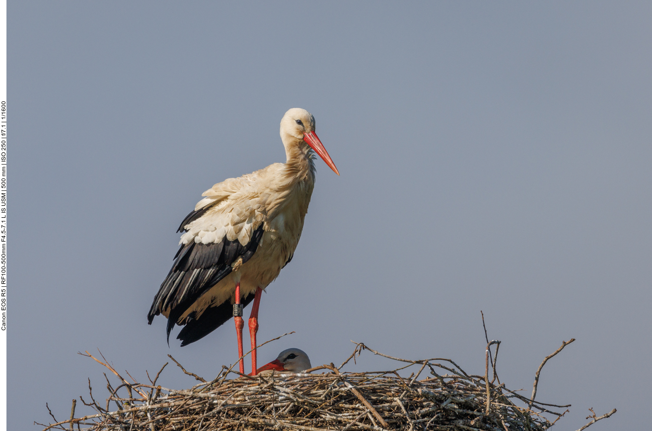 Storch Addi auf Nest #2 