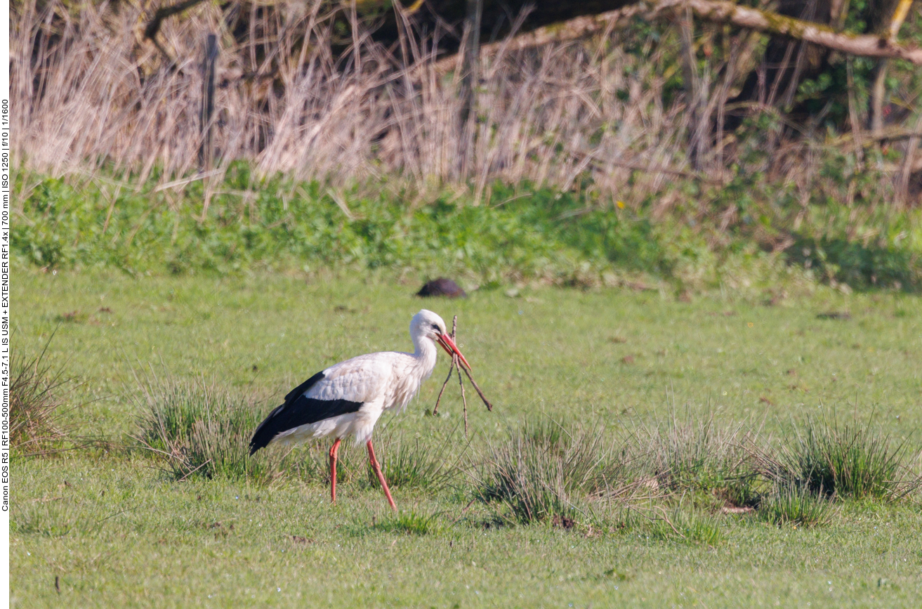 Wieder beim Sammeln von Nistmaterial 