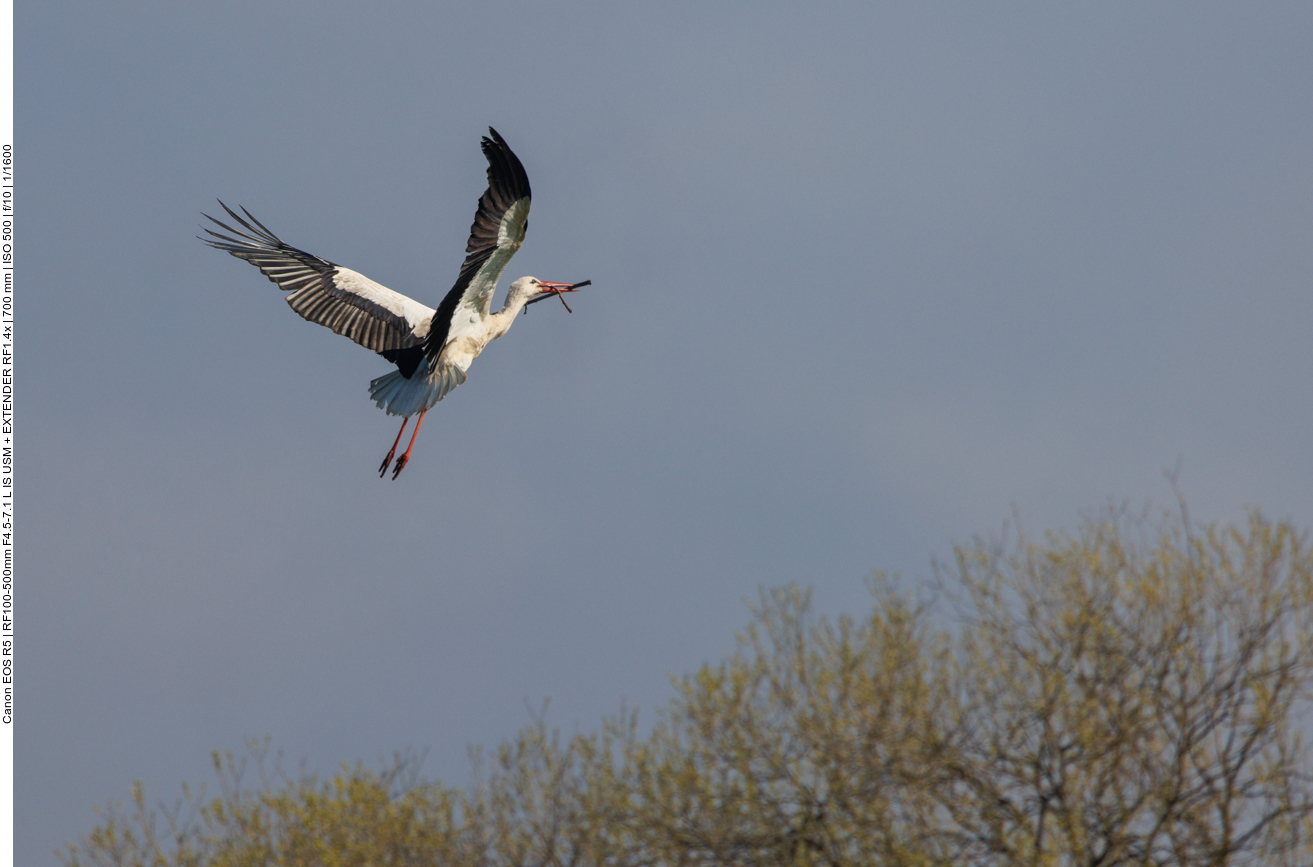 Die Schwingen tragen Adebar ... 