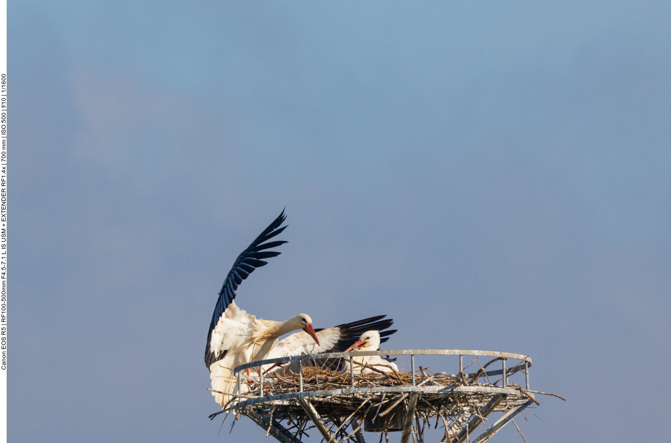 ... gerade so aufs Nest geschafft ... 