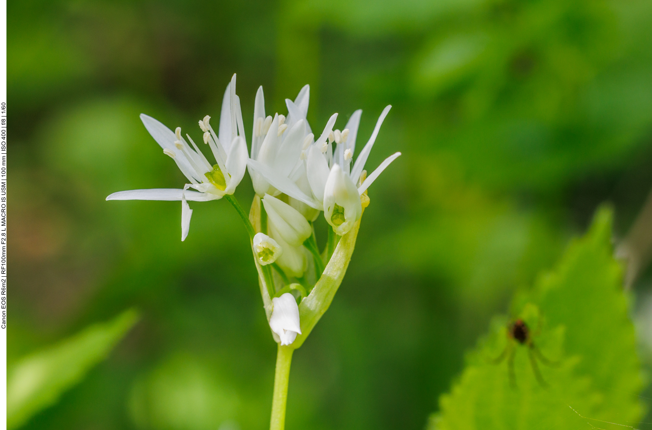 Das ist jedoch eine Bärlauchblüte [Allium ursinum]