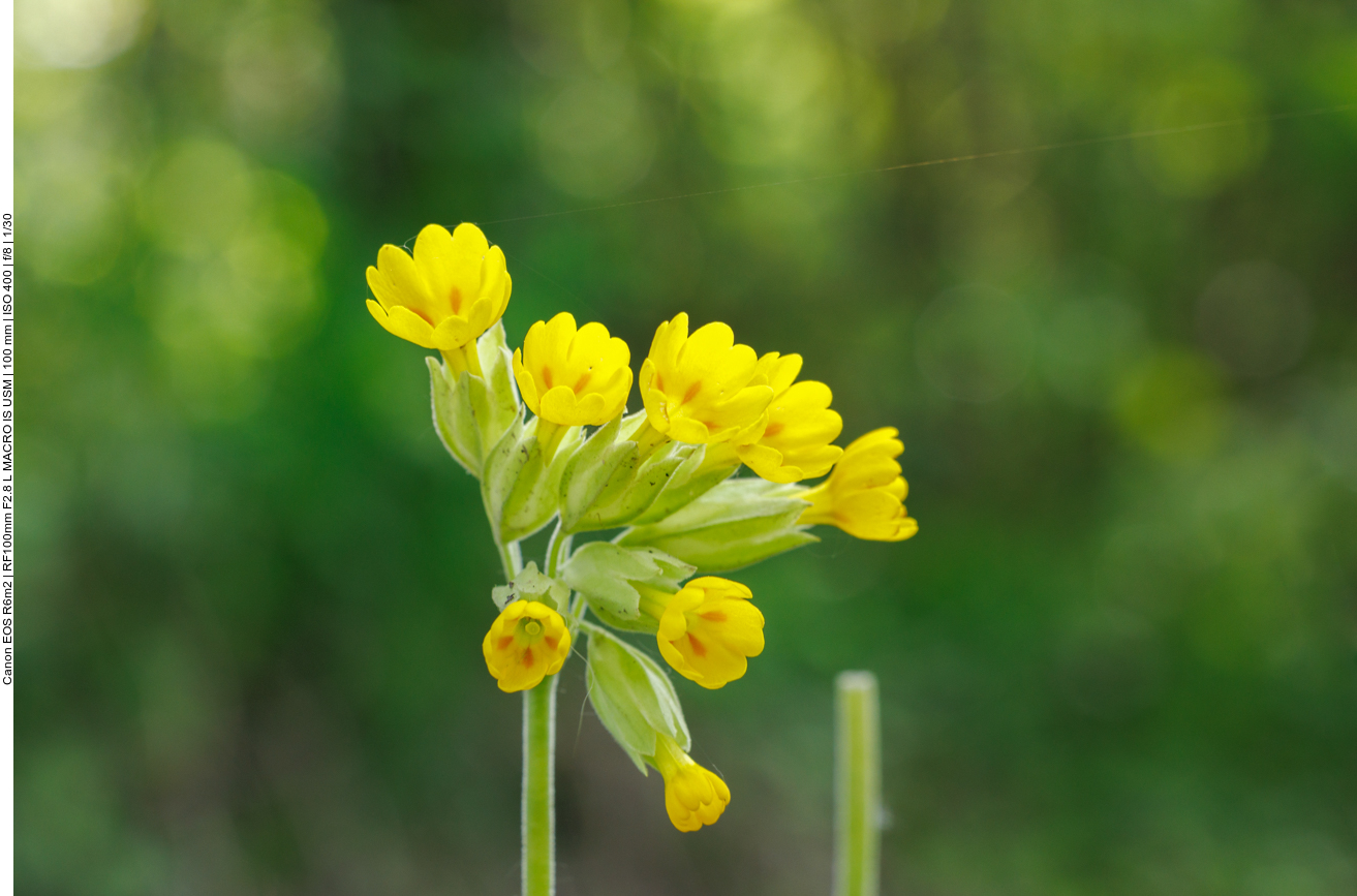Und das eine Echte Schlüsselblume [Primula veris] 