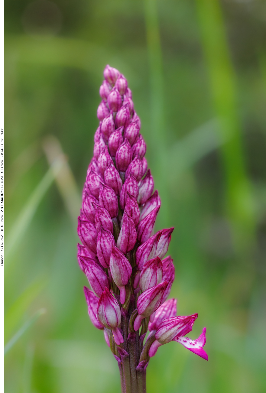 Hundswurz [Anacamptis pyramidalis ]