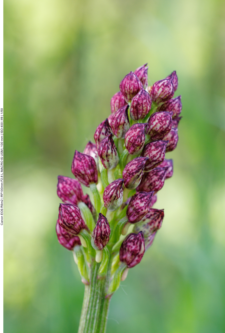 Purpur Knabenkraut [Orchis purpurea] noch geschlossen 