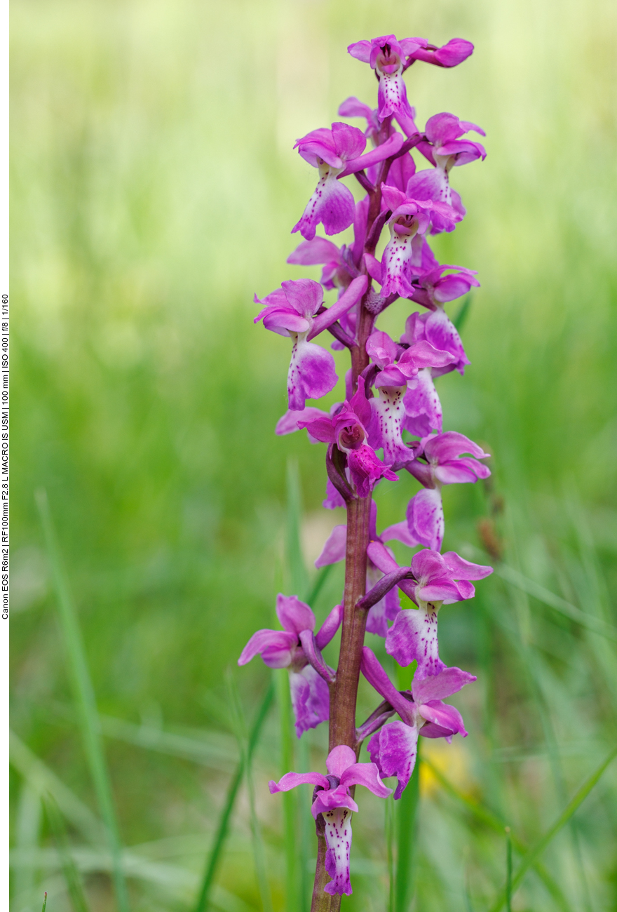 Kuckucks-Knabenkraut [Orchis mascula]