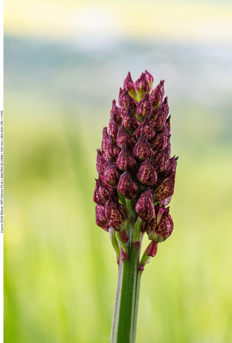 Purpur Knabenkraut [Orchis purpurea ]