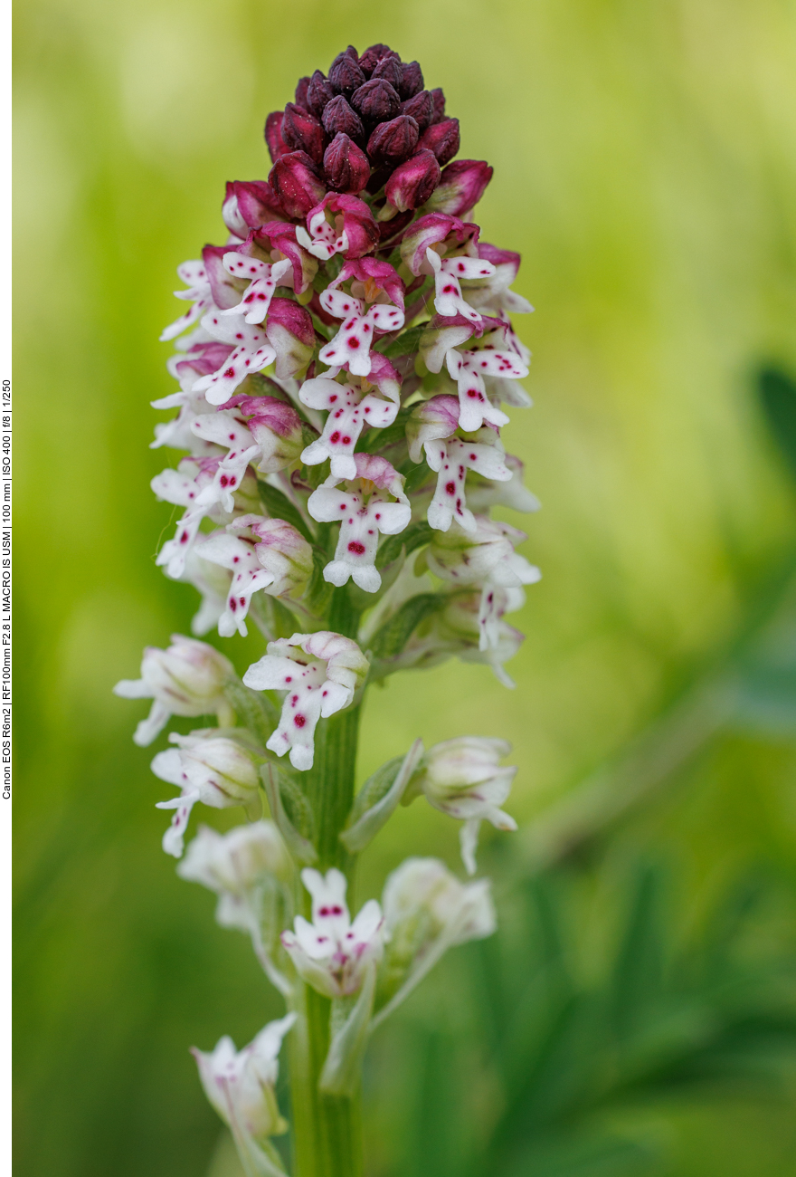 Brand-Knabenkraut [Neotinea ustulata]