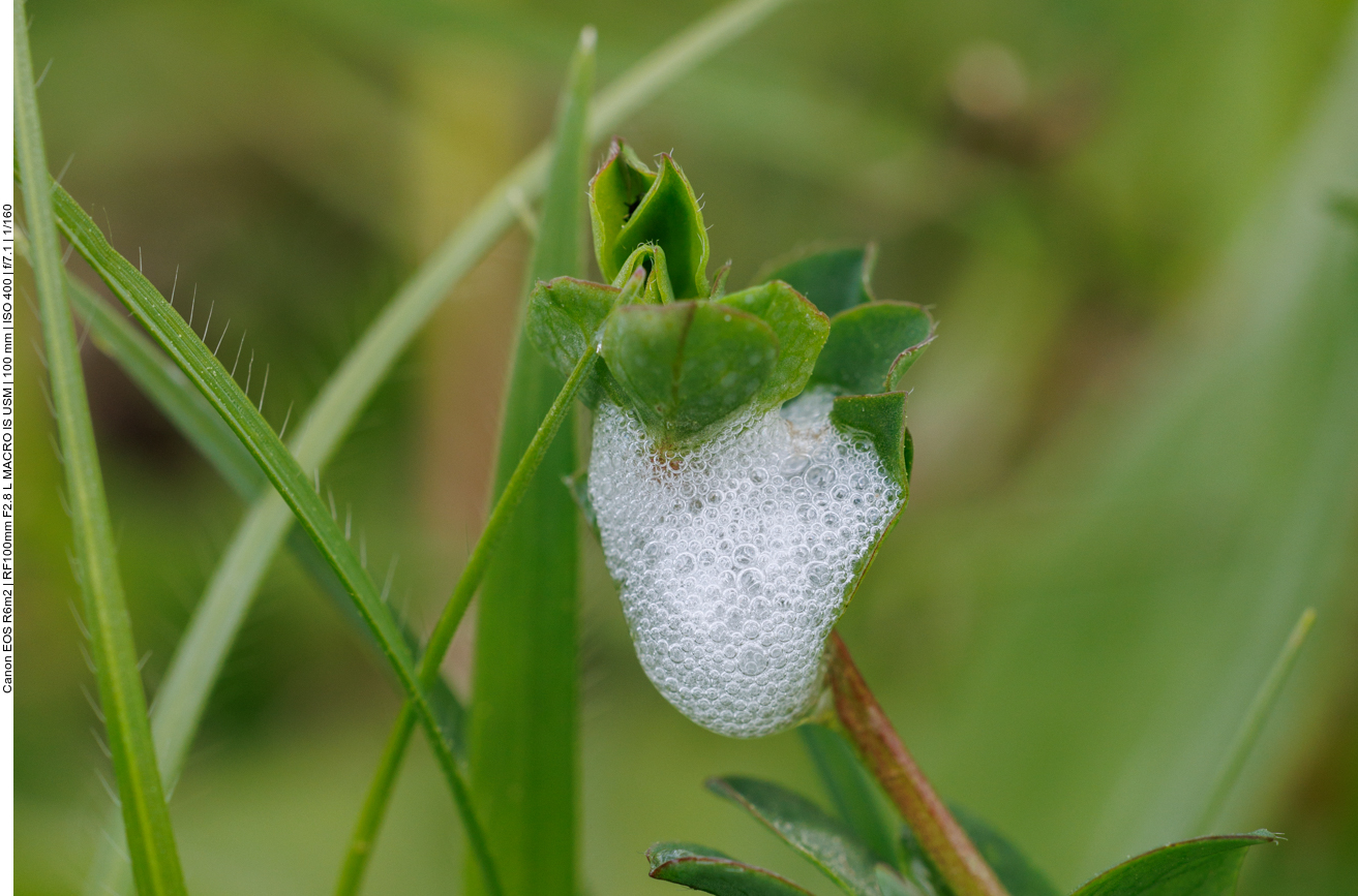 Eingehüllte Larve der Wiesenschaumzikade [Philaenus spumarius]