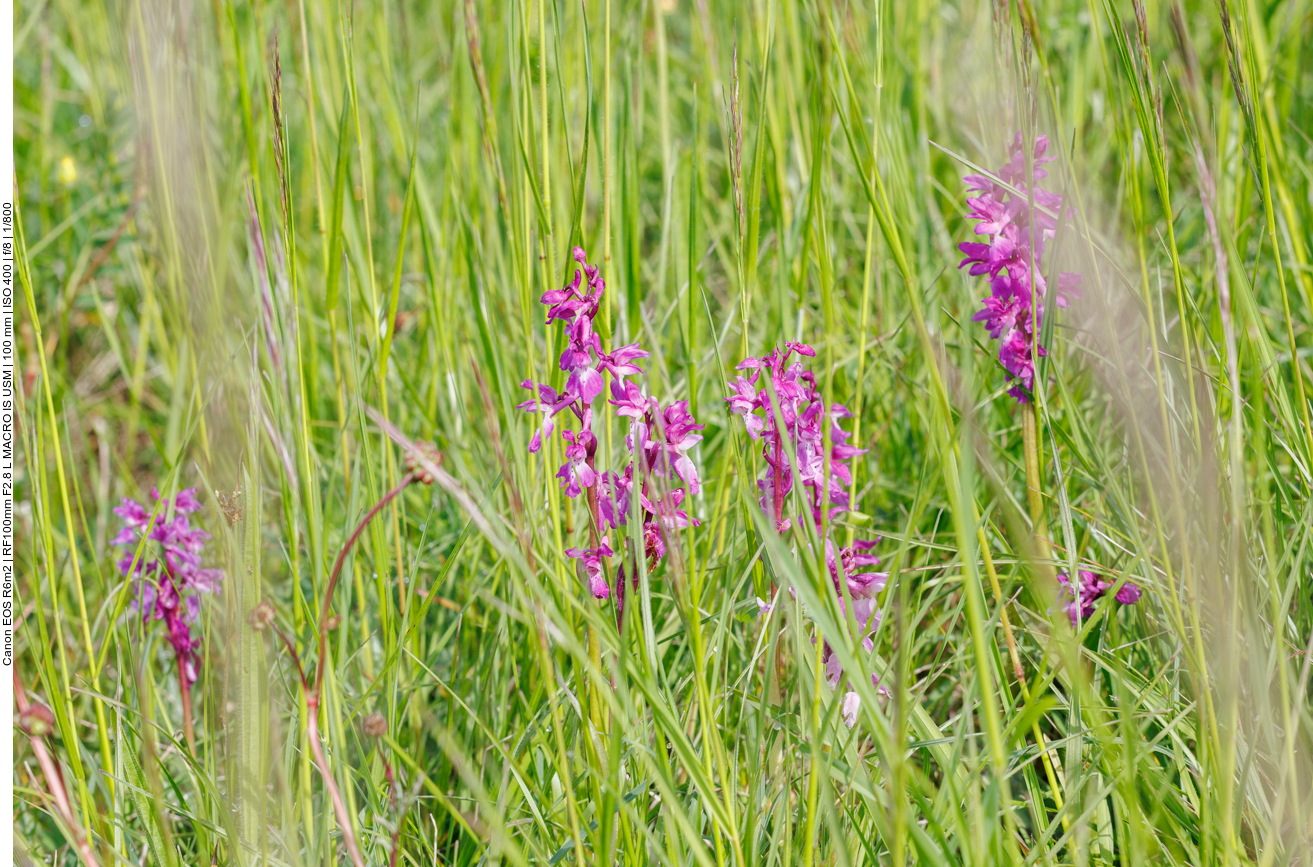 Knabenkraut im hohen Gras 
