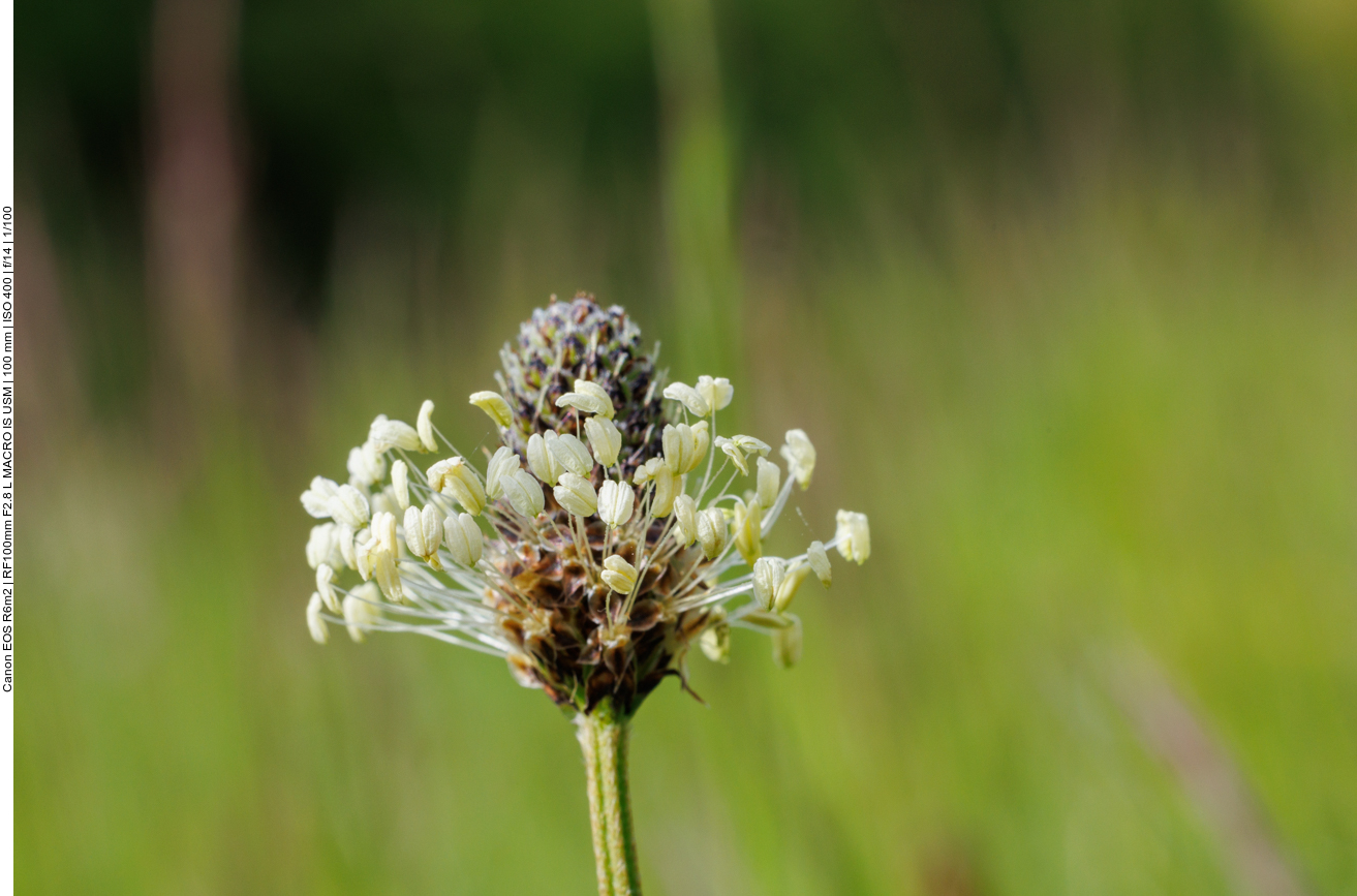 Spitzwegerich [Plantago monosperma ]