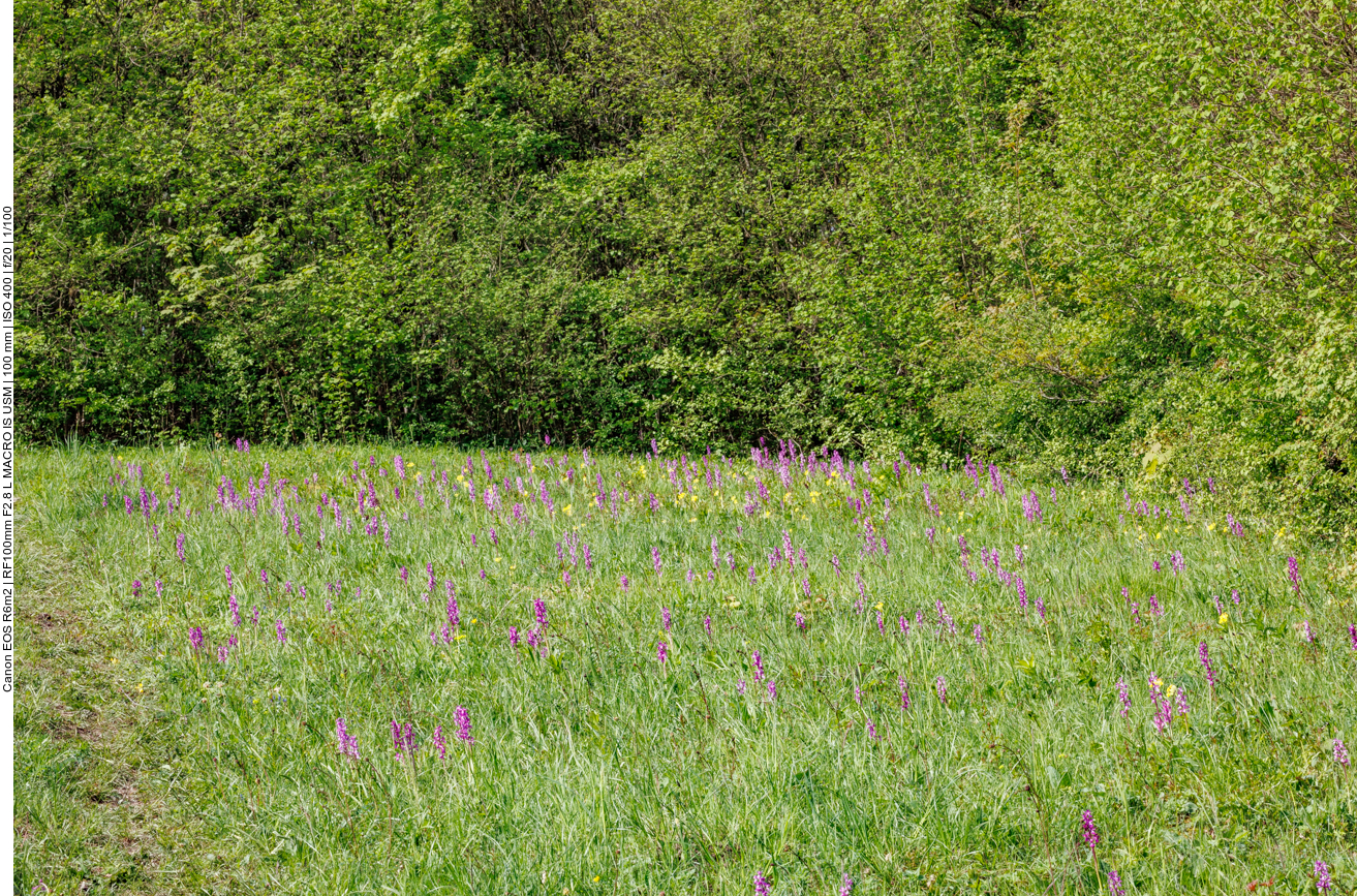 Anfang Mai blüht schon eine Menge Knabenkraut 