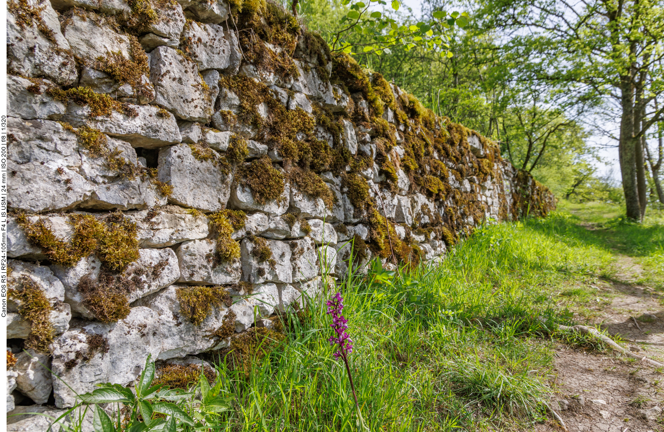 Knabenkraut vor einer Trockensteinmauer 
