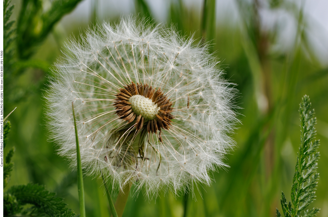 Gewöhnlicher Löwenzahn [Taraxacum officinale ]