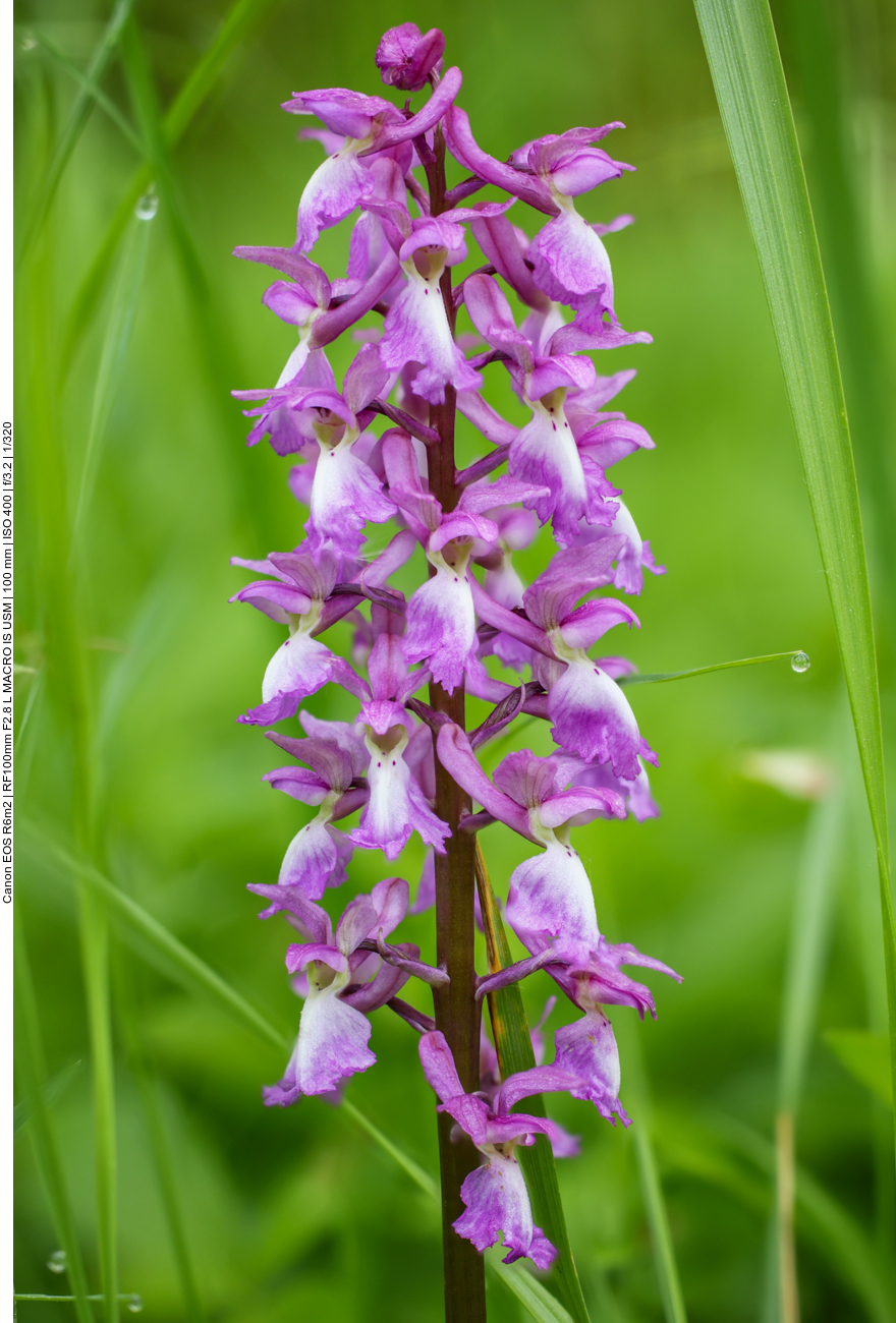 Kuckucks-Knabenkraut [Orchis mascula] (Stack aus 22 Einzelbildern)