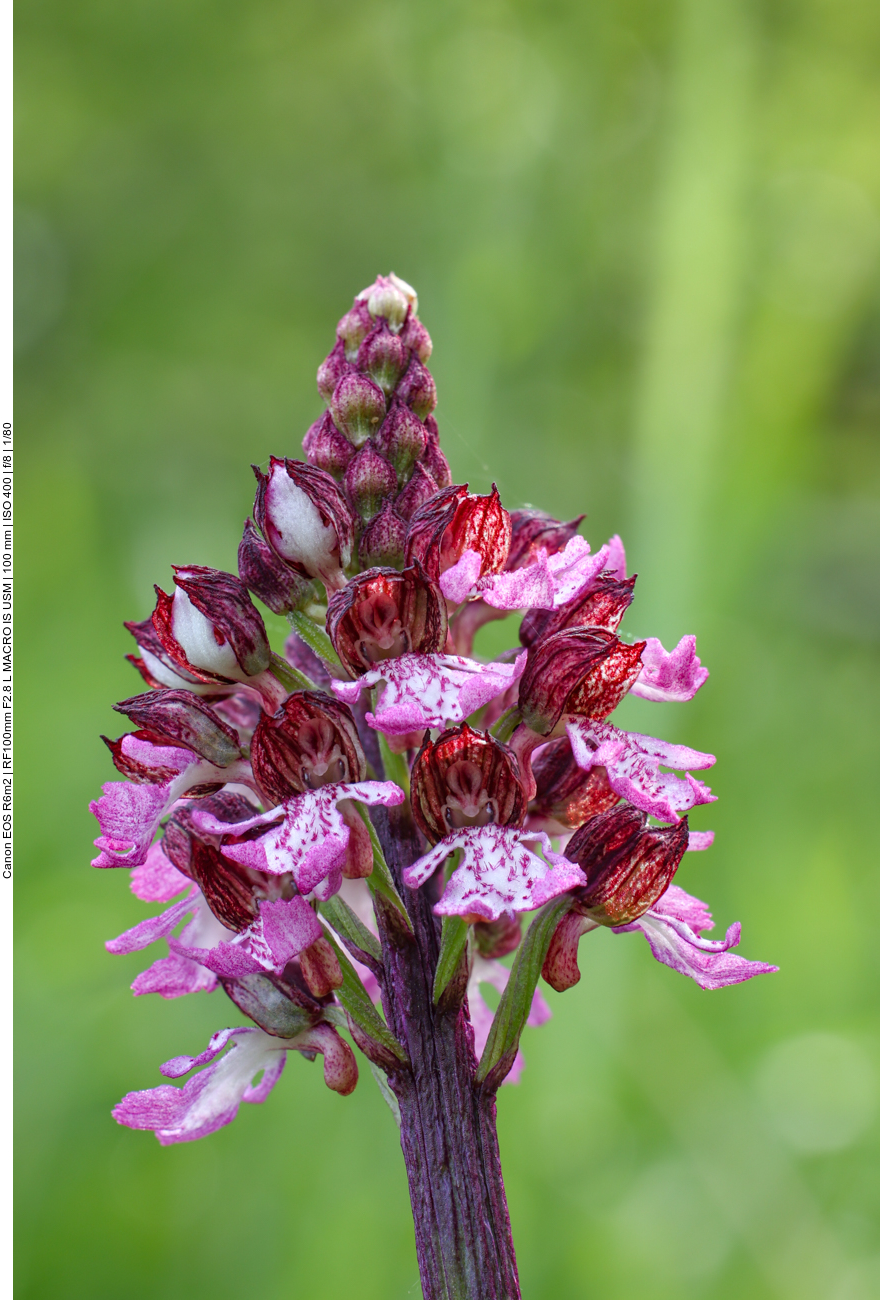 Purpur Knabenkraut [Orchis purpurea ] (Stack aus 22 Einzelbildern)