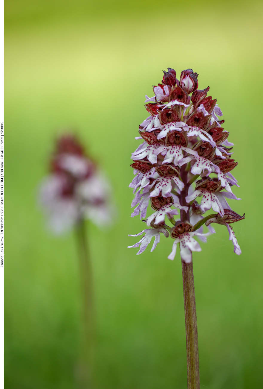 Purpur Knabenkraut [Orchis purpurea] (Stack aus 22 Einzelbildern)