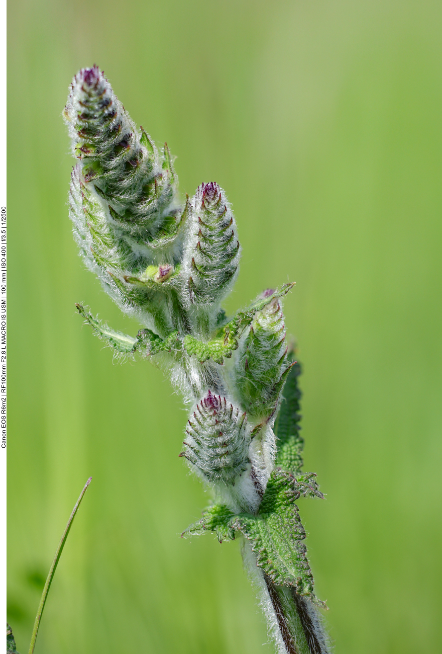 Wiesensalbei [Salbei pratensis] 