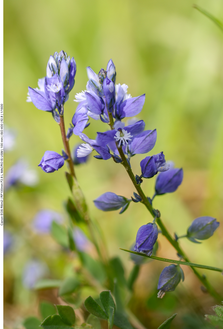 Kalk-Kreuzblume [Poligala calcarea] (keine Orchidee) (Stack aus 22 Einzelbildern) 