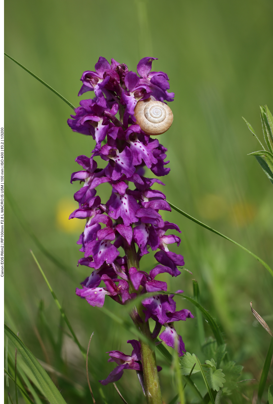 Schnecke an Kuckucks-Knabenkraut [Orchis mascula] (Stack aus 22 Einzelbildern) 
