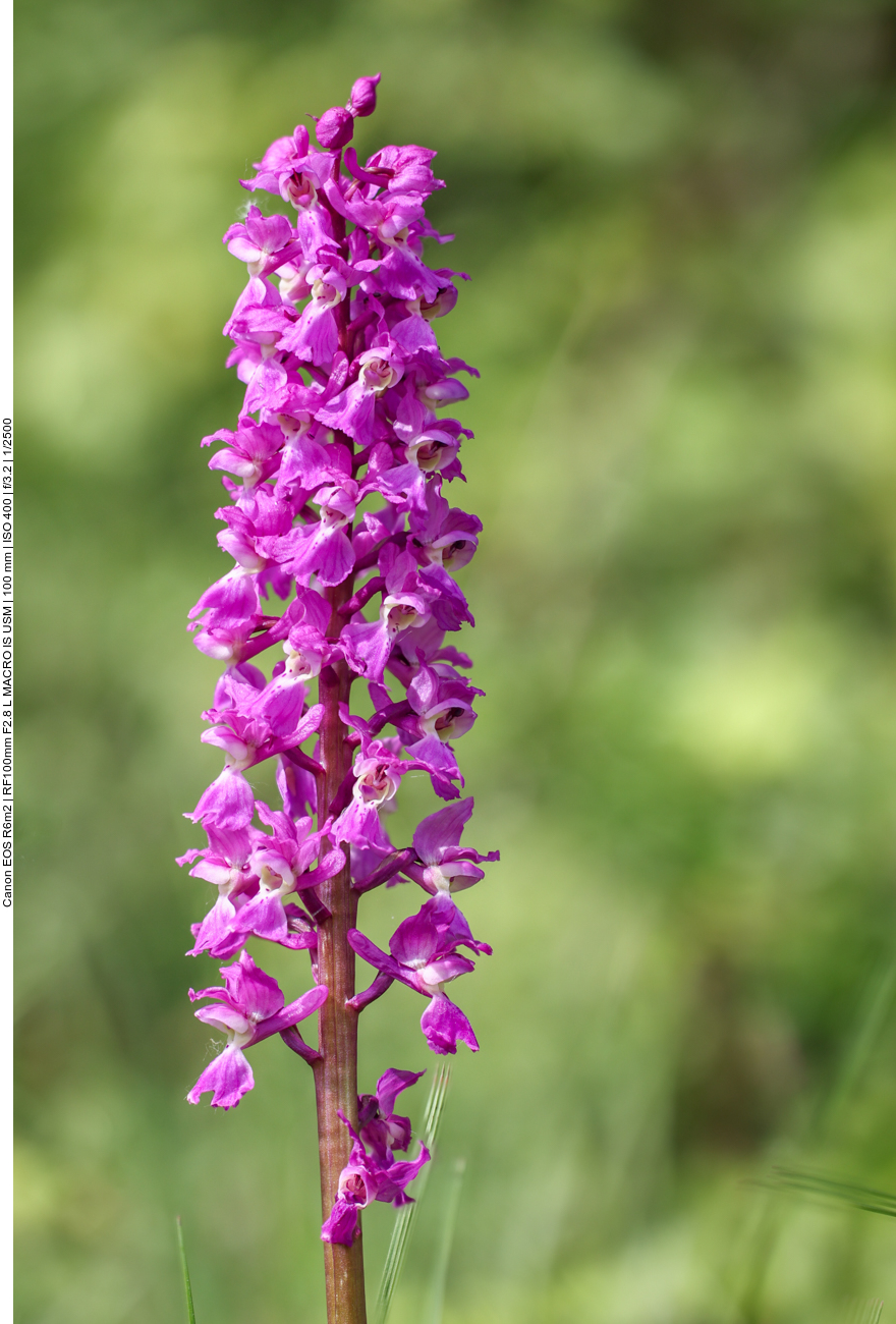 Kuckucks-Knabenkraut [Orchis mascula] (Stack aus 22 Einzelbildern)